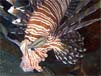 Lion Fish
